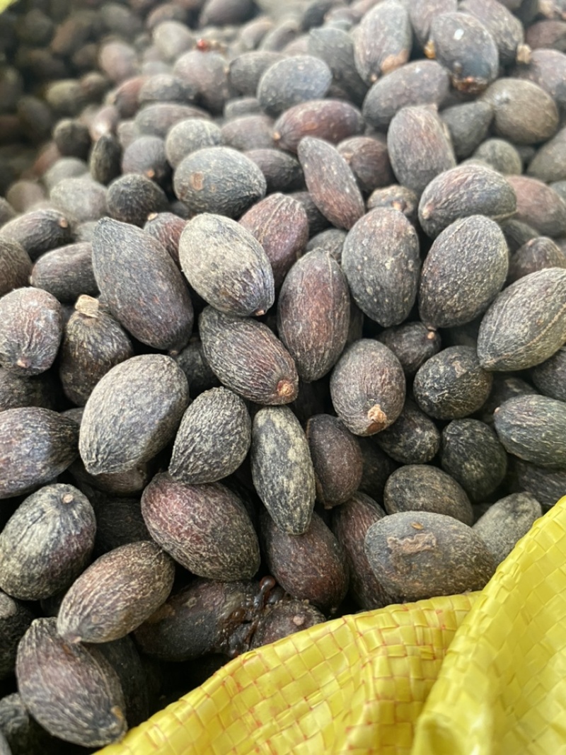 葵树子蒲葵子葵扇子蒲葵籽