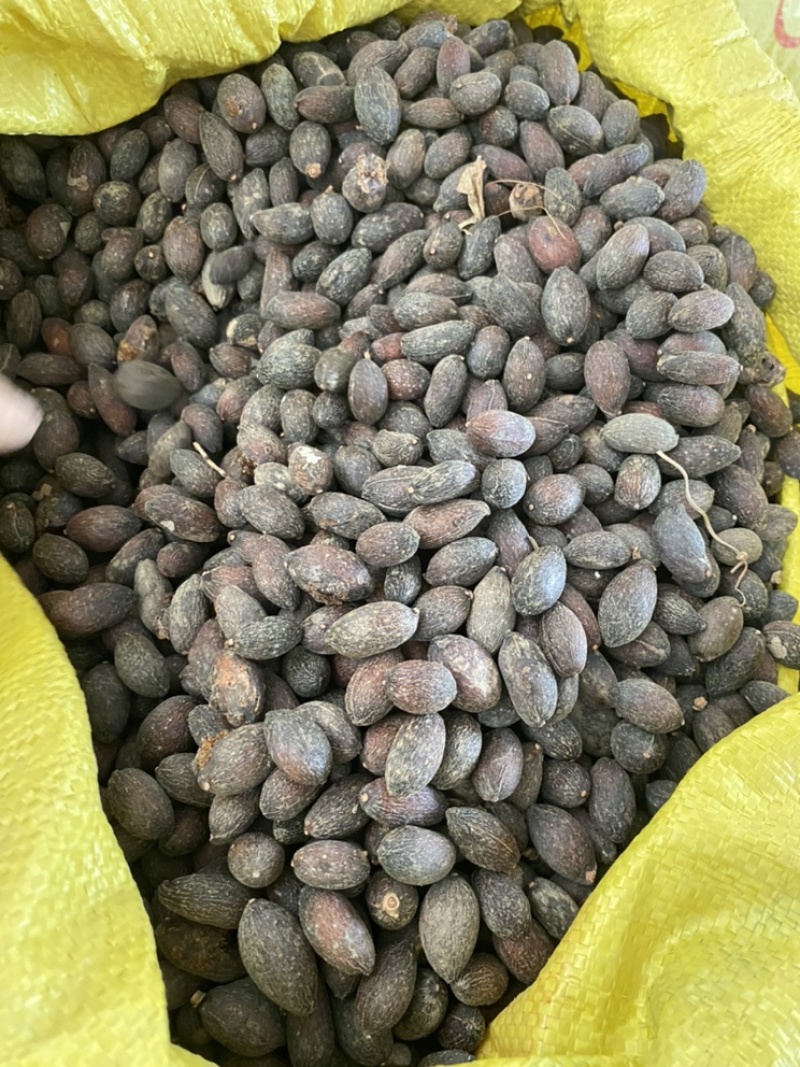 葵树子蒲葵子葵扇子蒲葵籽