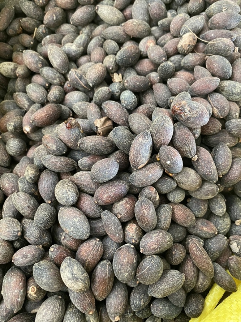 葵树子蒲葵子葵扇子蒲葵籽