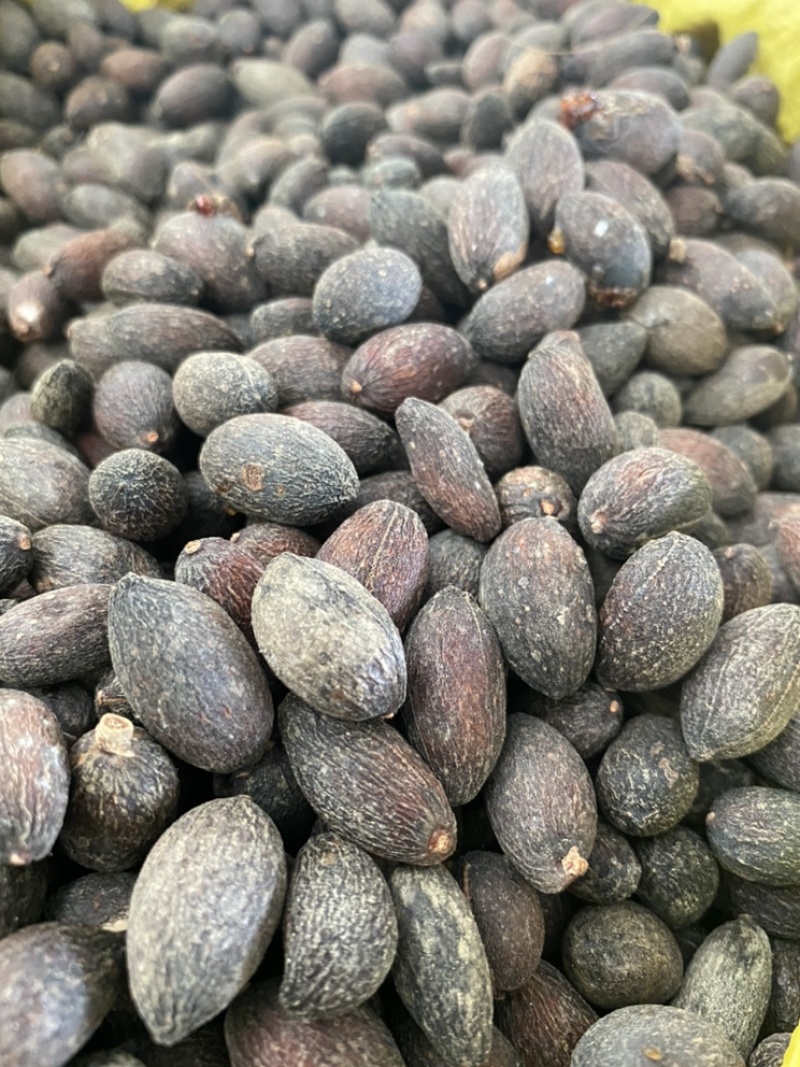 葵树子蒲葵子葵扇子蒲葵籽