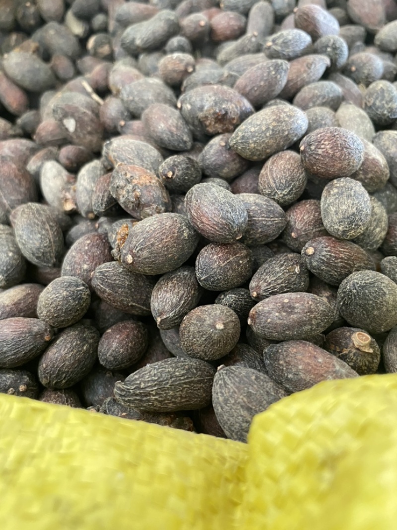 葵树子蒲葵子葵扇子蒲葵籽