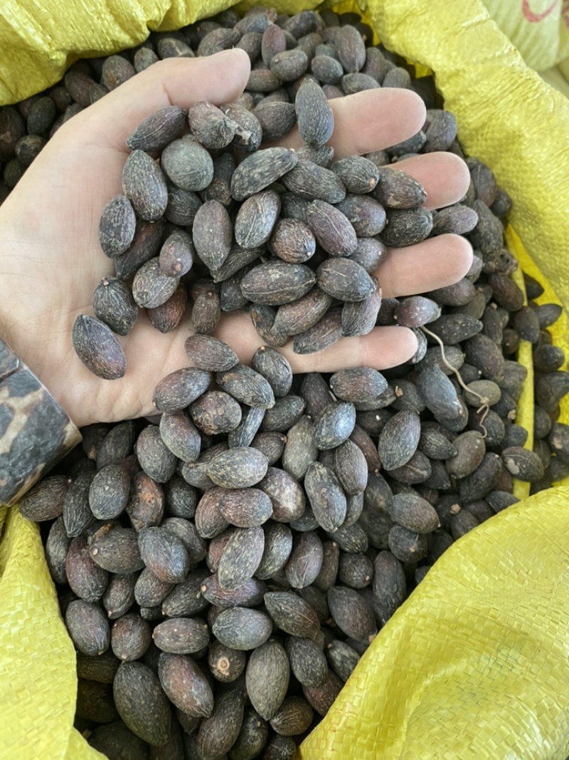 葵树子蒲葵子葵扇子蒲葵籽