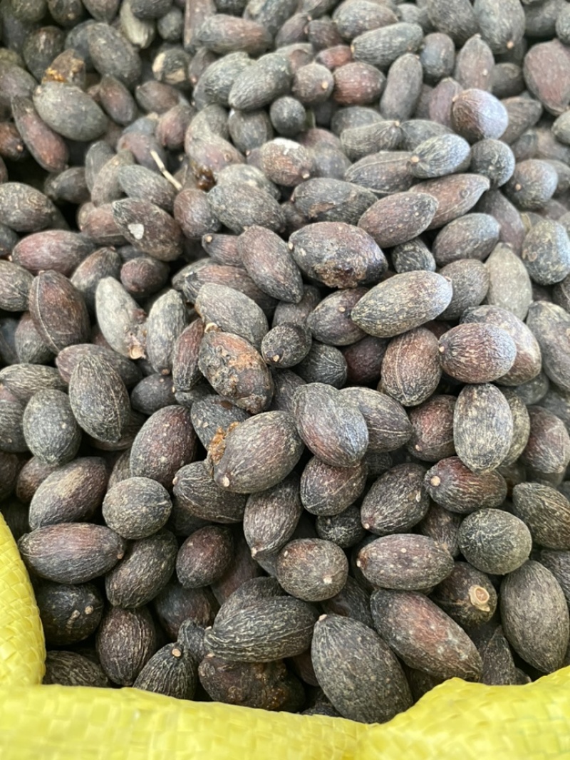 葵树子蒲葵子葵扇子蒲葵籽