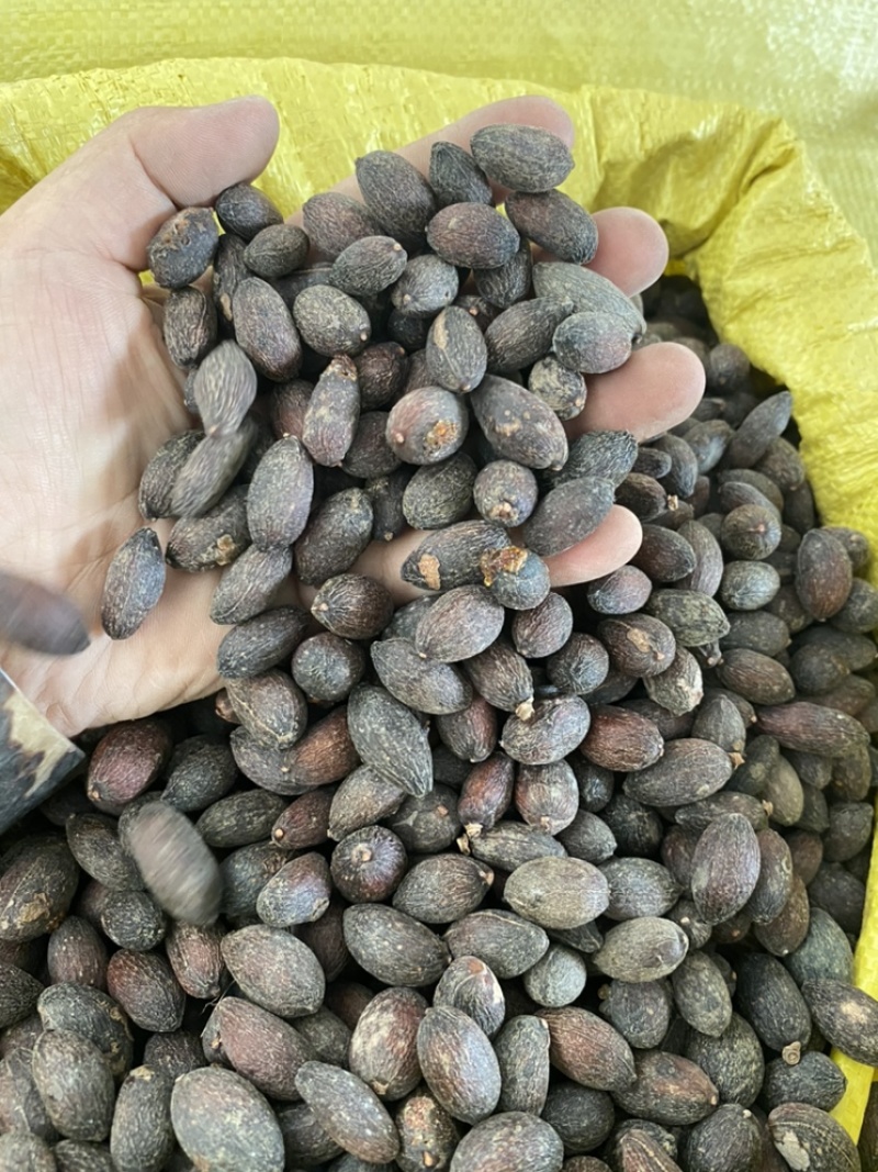 葵树子蒲葵子葵扇子蒲葵籽