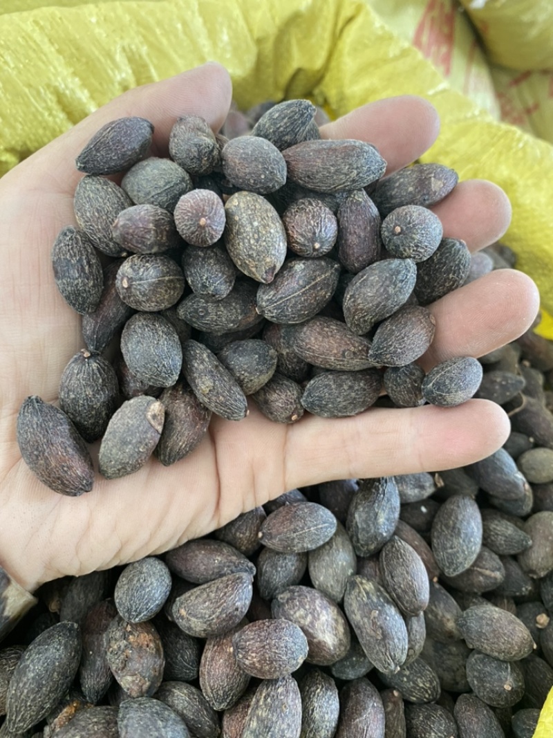 葵树子蒲葵子葵扇子蒲葵籽