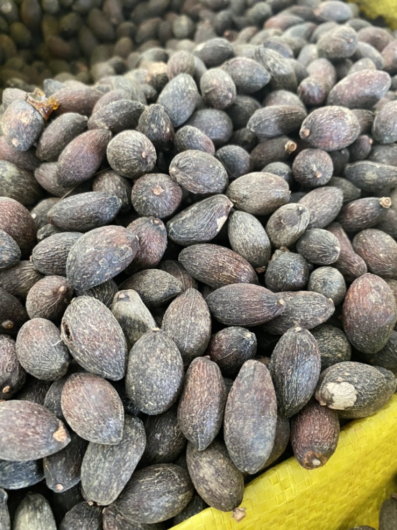 葵树子蒲葵子葵扇子蒲葵籽