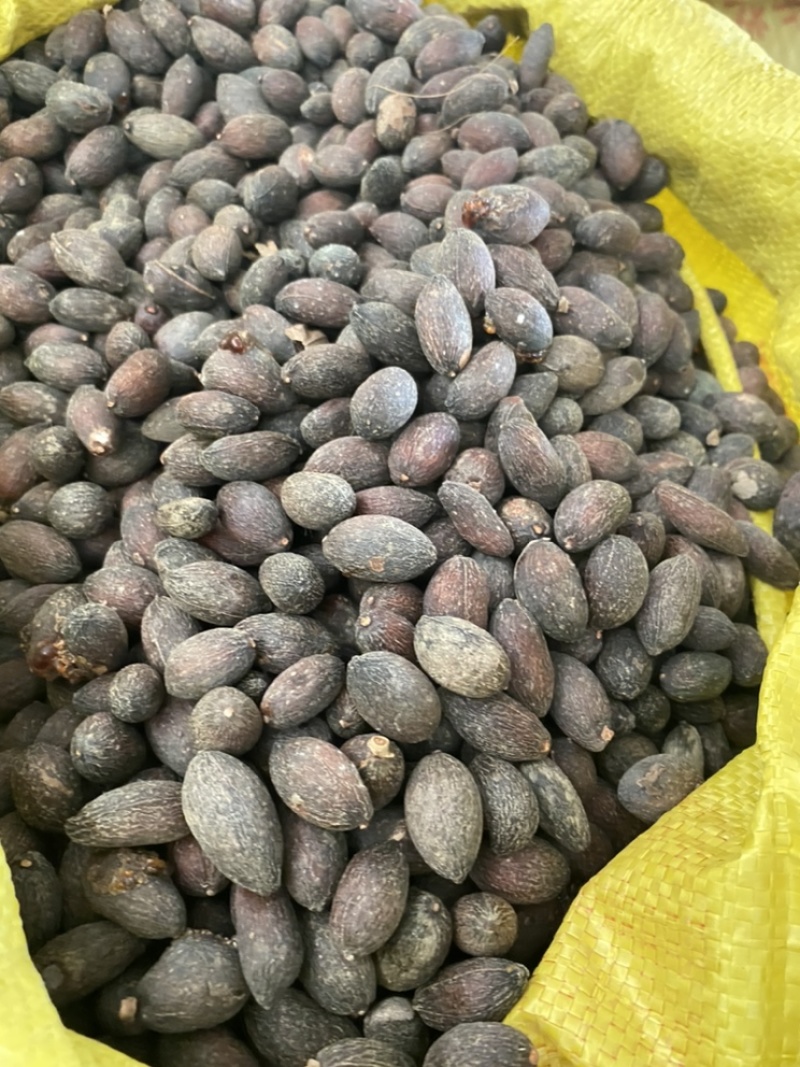 葵树子蒲葵子葵扇子蒲葵籽