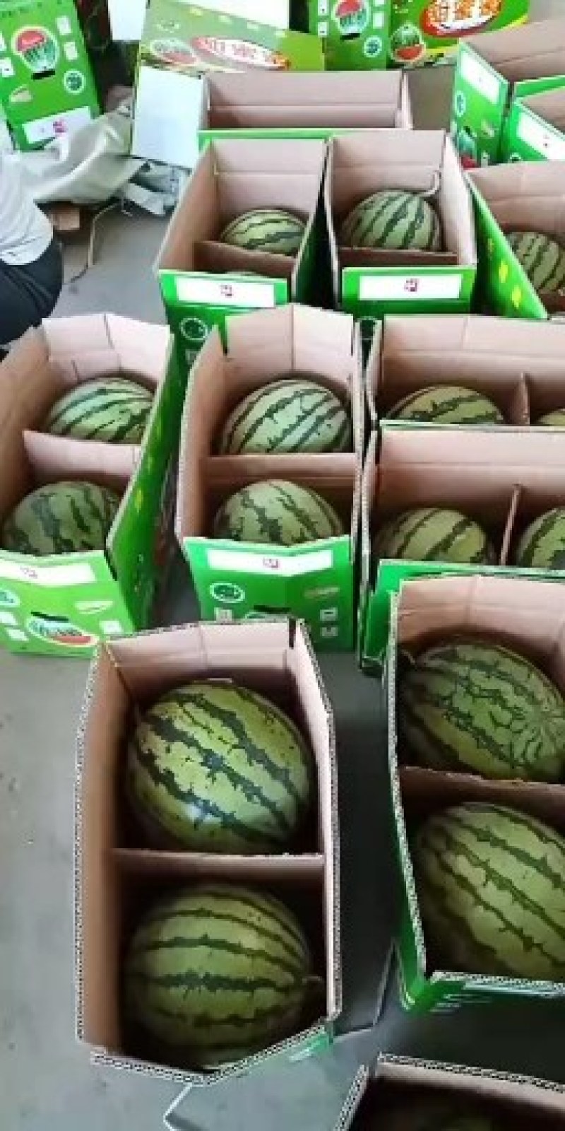 运城市夏县二茬有籽美都麒麟瓜新鲜采摘皮薄糖度高
