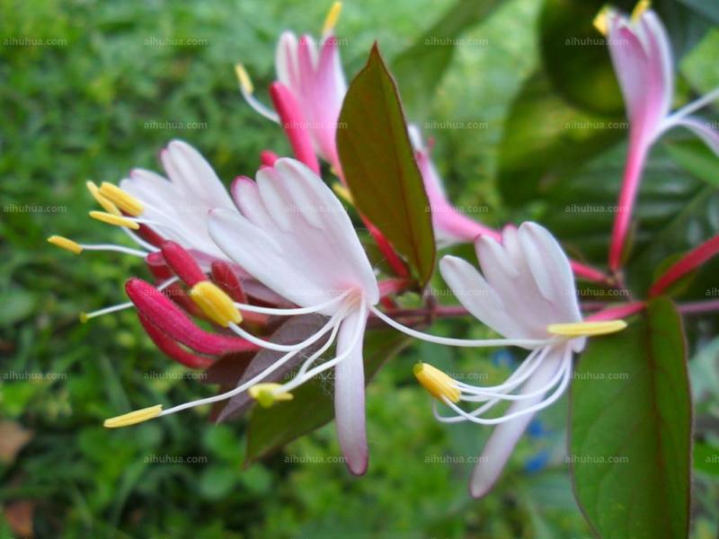四季金银花苗