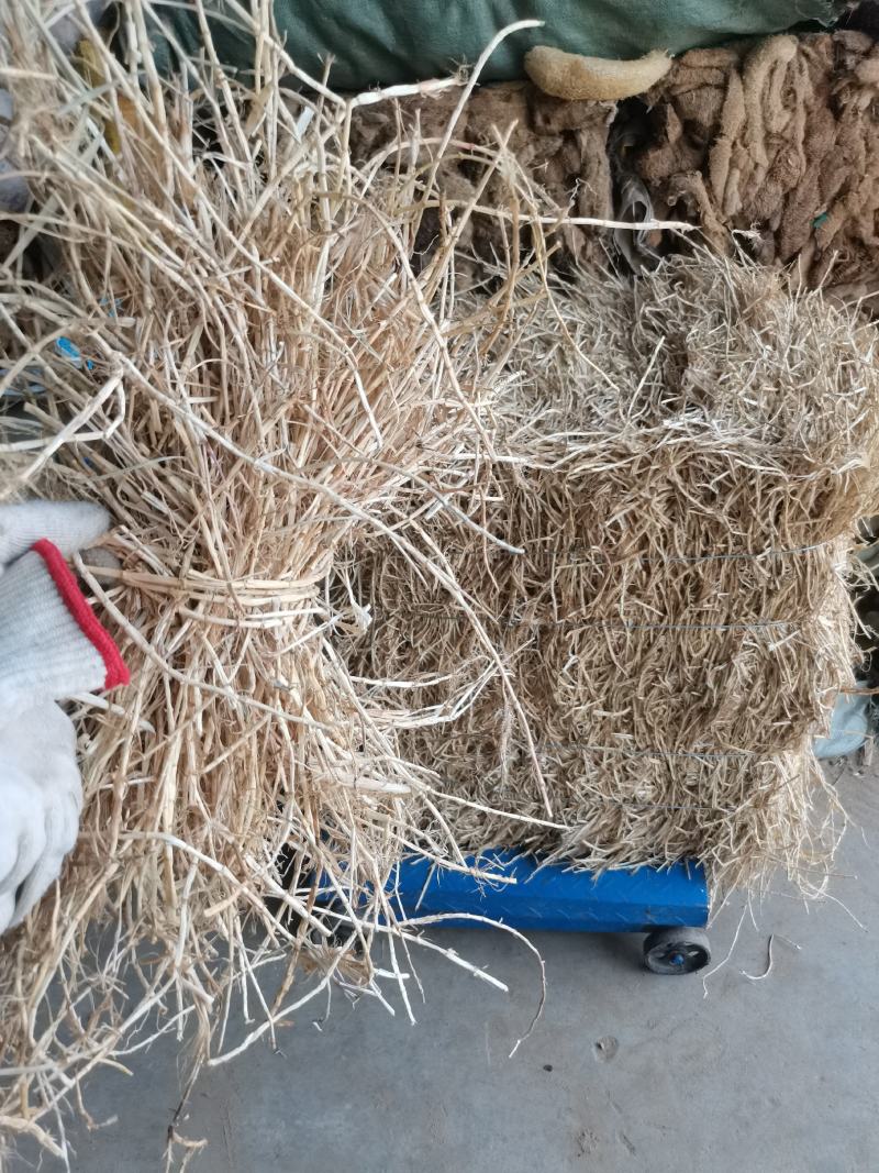 白茅根