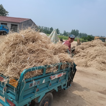 白茅根