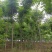 8-12栾树各种规格无修剪自然型一手货源大量有货