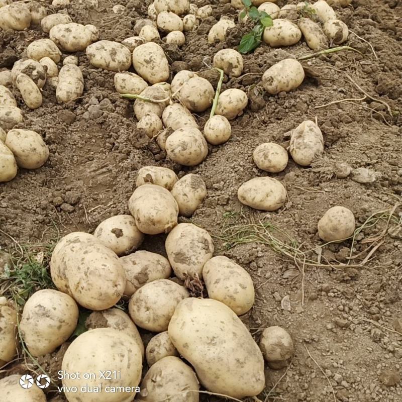 城固土豆三两以上大量上市有6千亩地以上现货