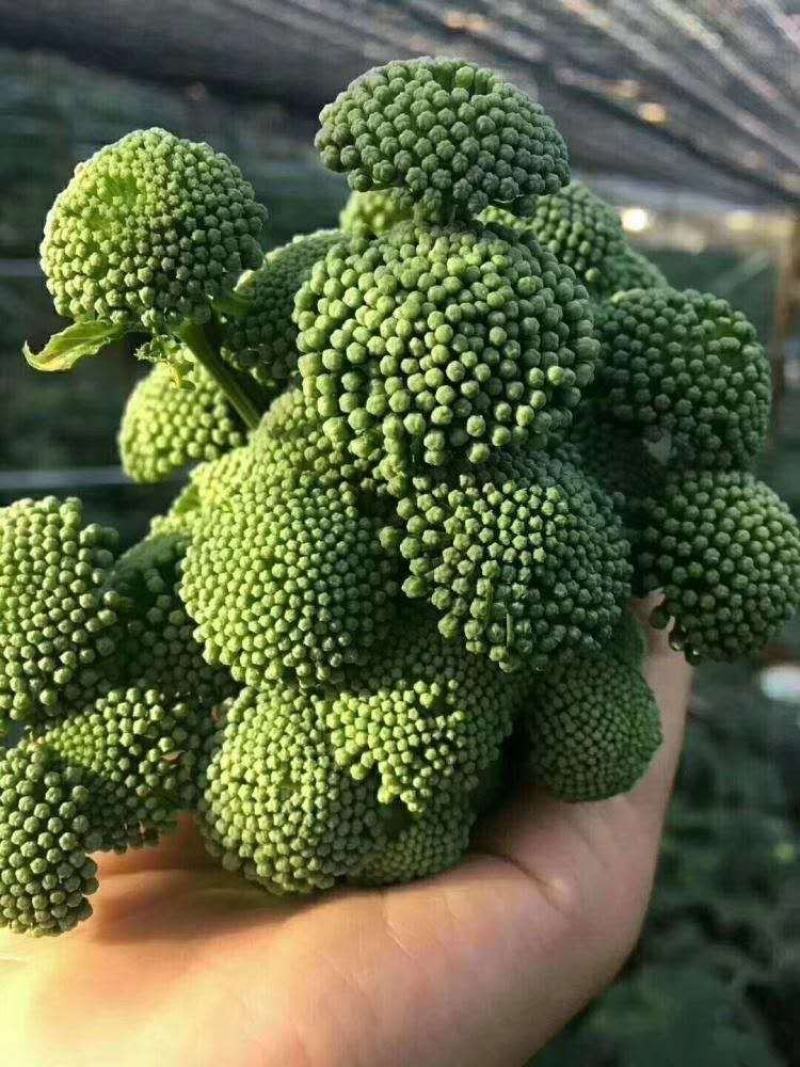 【文山发货】4年生头茬云南文山短柄三七花无硫新花包邮