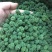 【文山发货】4年生头茬云南文山短柄三七花无硫新花包邮