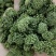 【文山发货】4年生头茬云南文山短柄三七花无硫新花包邮