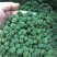 【文山发货】4年生头茬云南文山短柄三七花无硫新花包邮