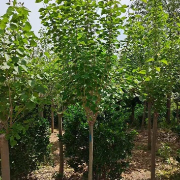 丁香独杆丁香紫丁香丁香树嫁接丁香适合南北方