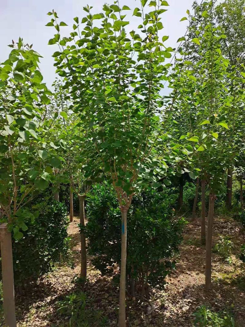 丁香独杆丁香紫丁香丁香树嫁接丁香适合南北方