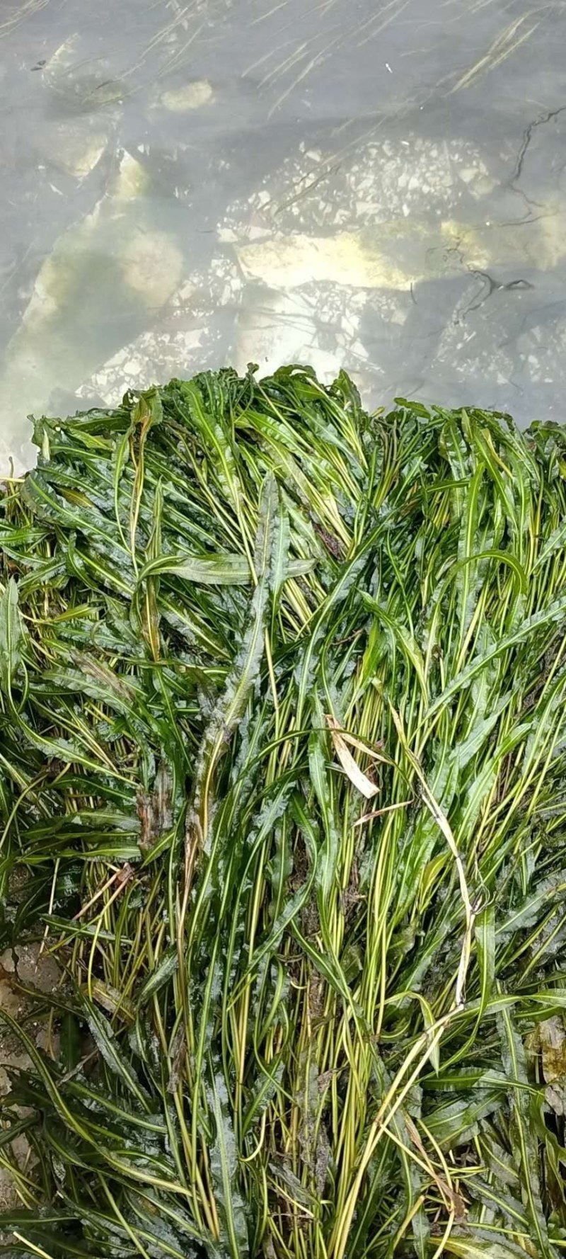 马来眼子菜，等各种高品质水生植物长期大量供货