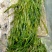 马来眼子菜，等各种高品质水生植物长期大量供货