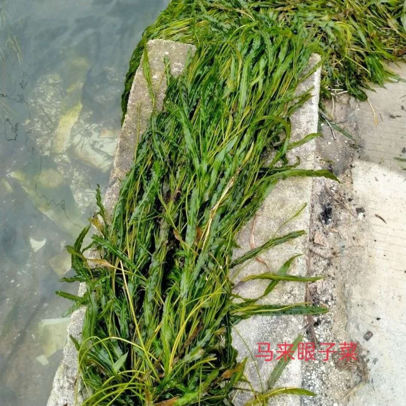 马来眼子菜，等各种高品质水生植物长期大量供货