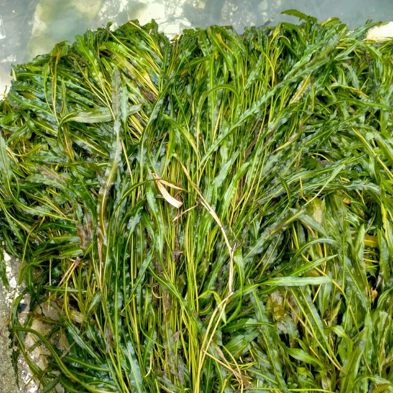马来眼子菜，等各种高品质水生植物长期大量供货