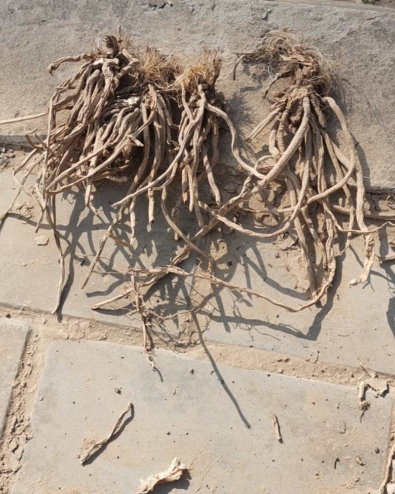 干黄花菜根出售
