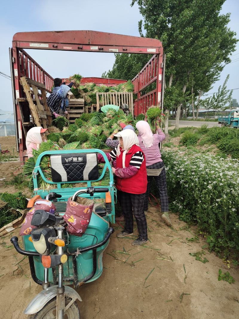 常年出售优质铁杆葱苗，品种耐高温抗涝，发往全国各地