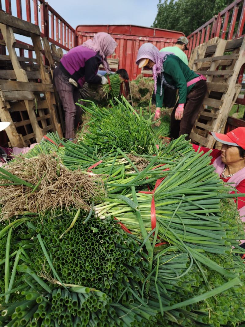 常年出售优质铁杆葱苗，品种耐高温抗涝，发往全国各地