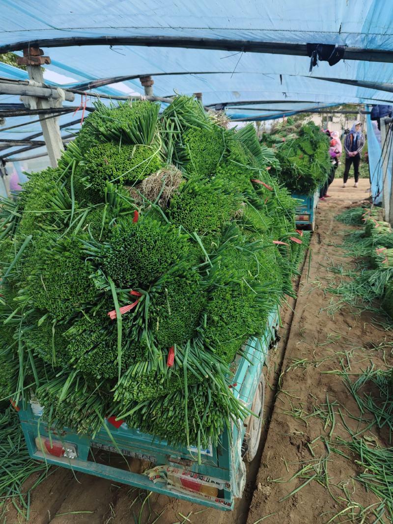常年出售优质铁杆葱苗，品种耐高温抗涝，发往全国各地