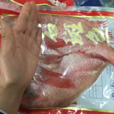 产地直供红石斑三去石斑鱼大石斑鱼全国发货