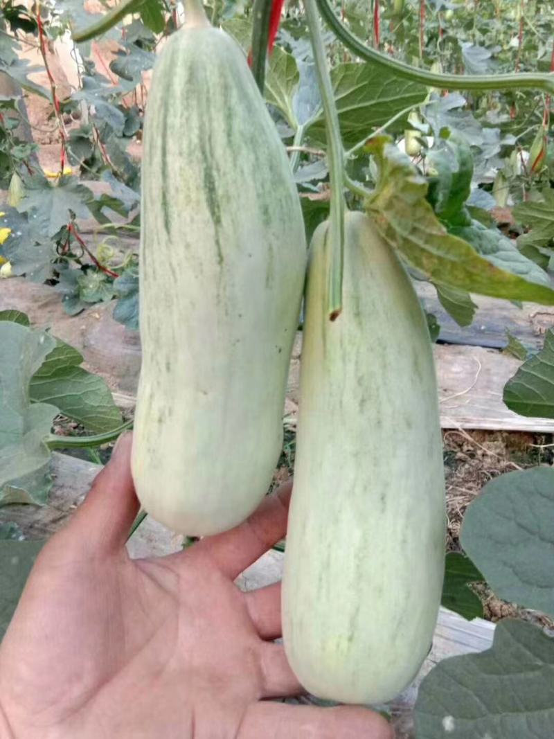 甜瓜，博洋九，博洋六，等一熟度好，糖分足
