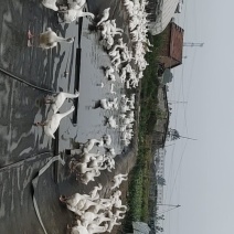 三花大鹅
