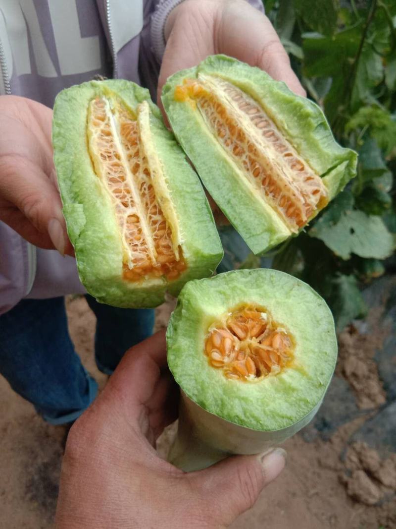 羊角蜜甜瓜，绿宝甜瓜，脆梨甜瓜，博洋九号