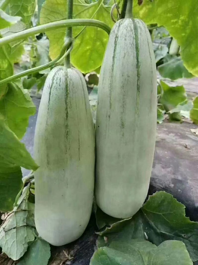 羊角蜜甜瓜，绿宝甜瓜，脆梨甜瓜，博洋九号