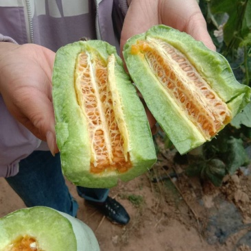 羊角蜜甜瓜，绿宝甜瓜，脆梨甜瓜，博洋九号