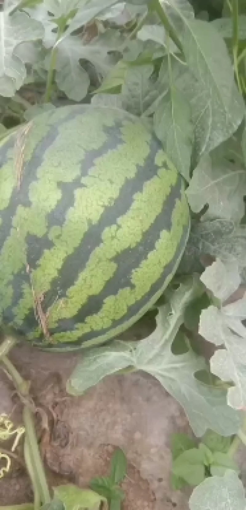 甜王西瓜，大量上市，质量好，个头均匀，欢迎大家订购
