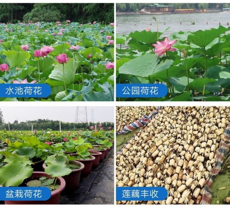 莲藕苗莲花苗观赏荷花种藕莲藕种苗盆栽太空藕种巨无霸藕种