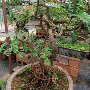 云南红叶清香树盆景