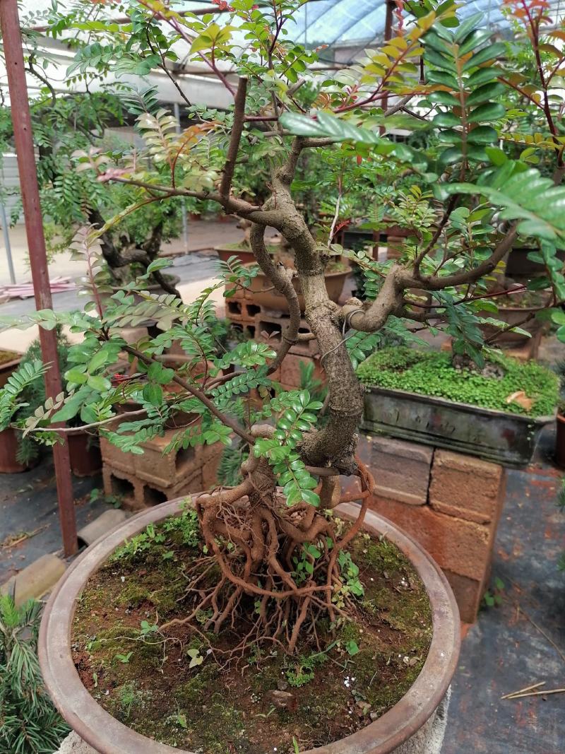 云南红叶清香树盆景