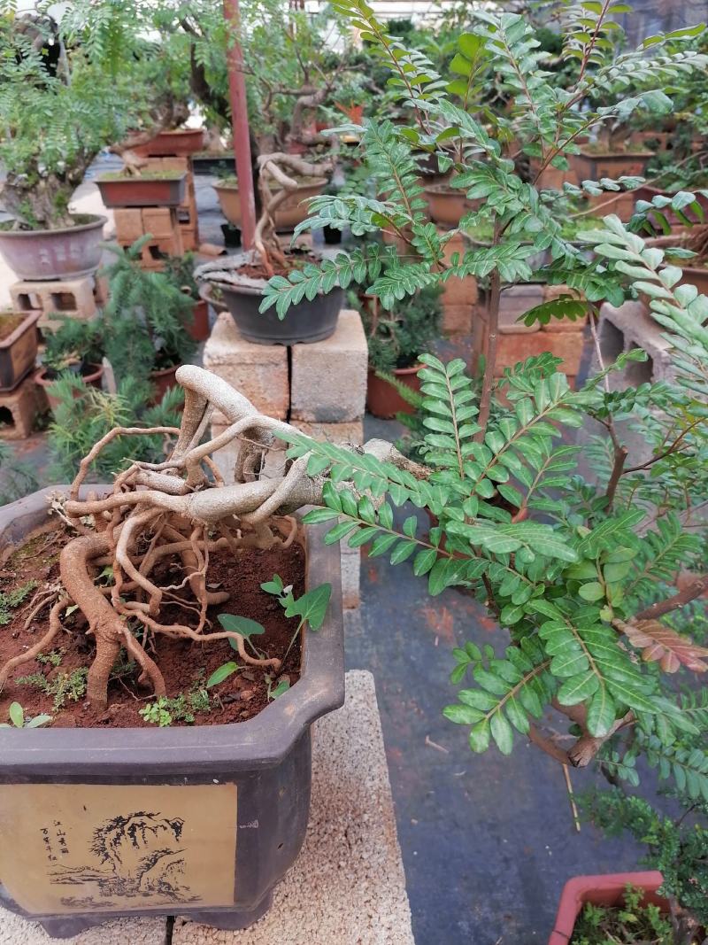 云南红叶清香树盆景