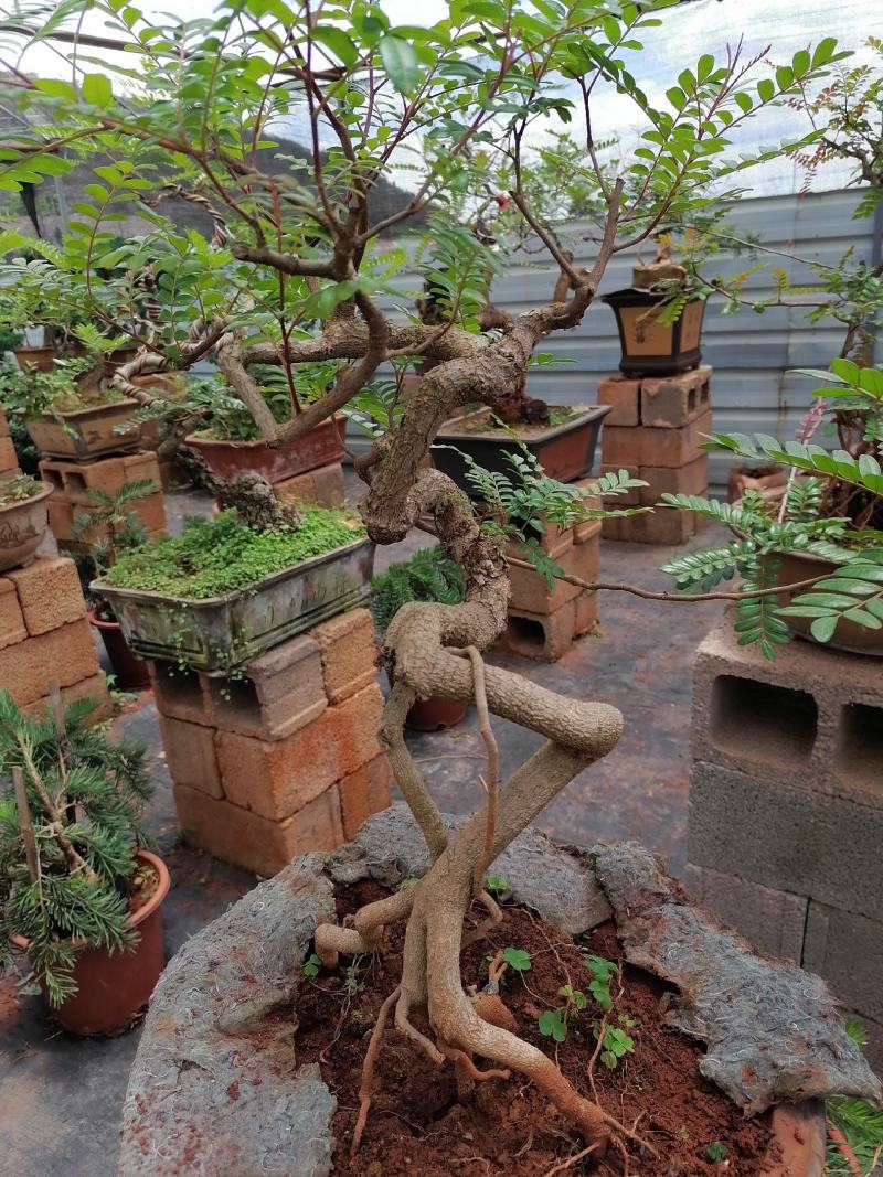 云南红叶清香树盆景