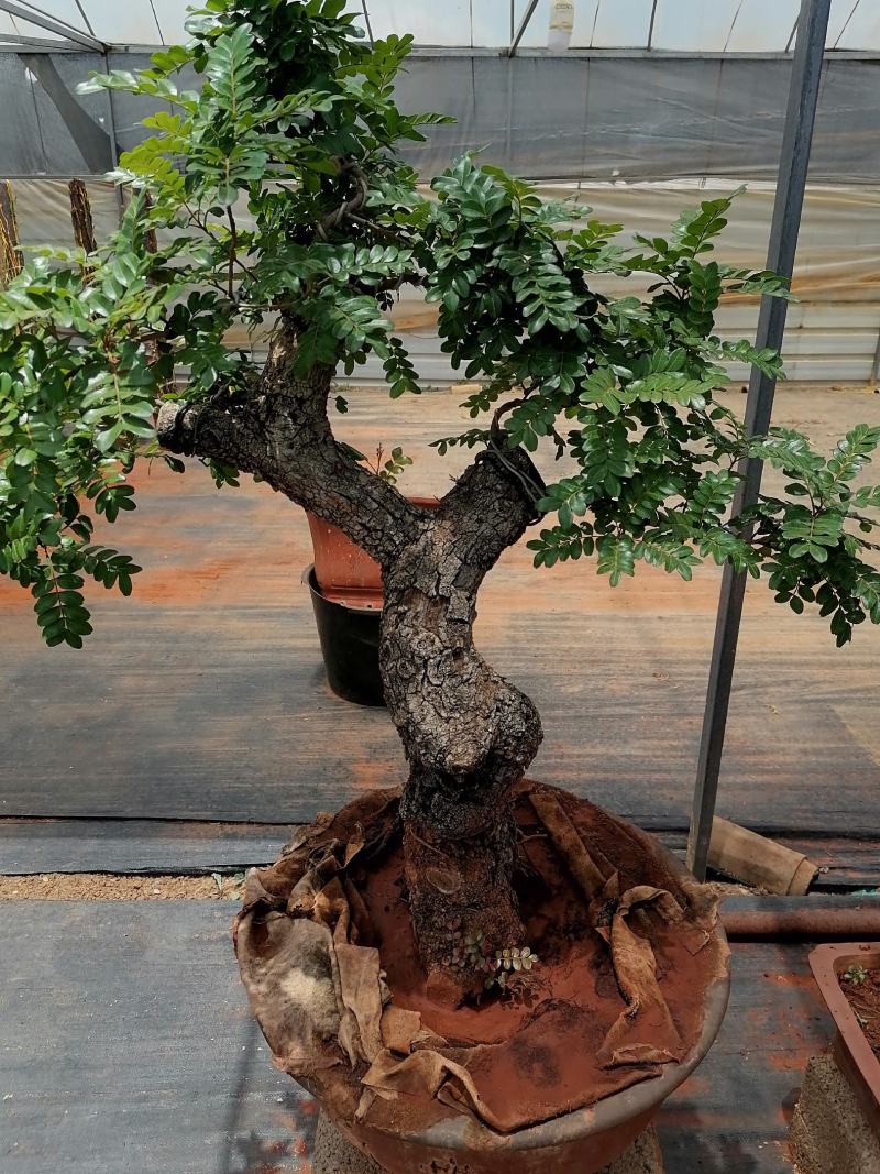 云南红叶清香树盆景