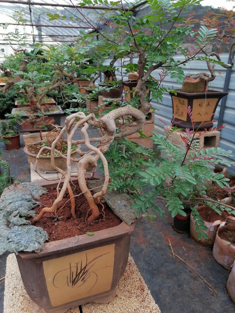 云南红叶清香树盆景