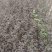 紫叶枫箱果苗小苗15-30公分，风箱果工程苗保证质量