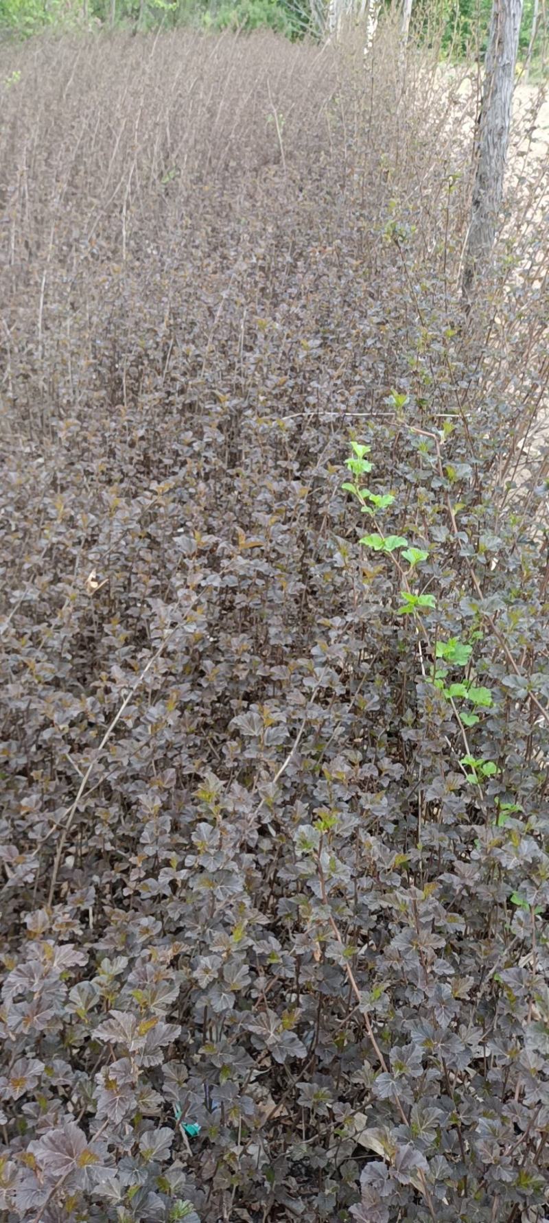 紫叶枫箱果苗小苗15-30公分，风箱果工程苗保证质量