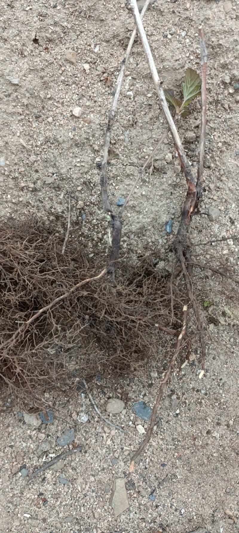 紫叶枫箱果苗小苗15-30公分，风箱果工程苗保证质量