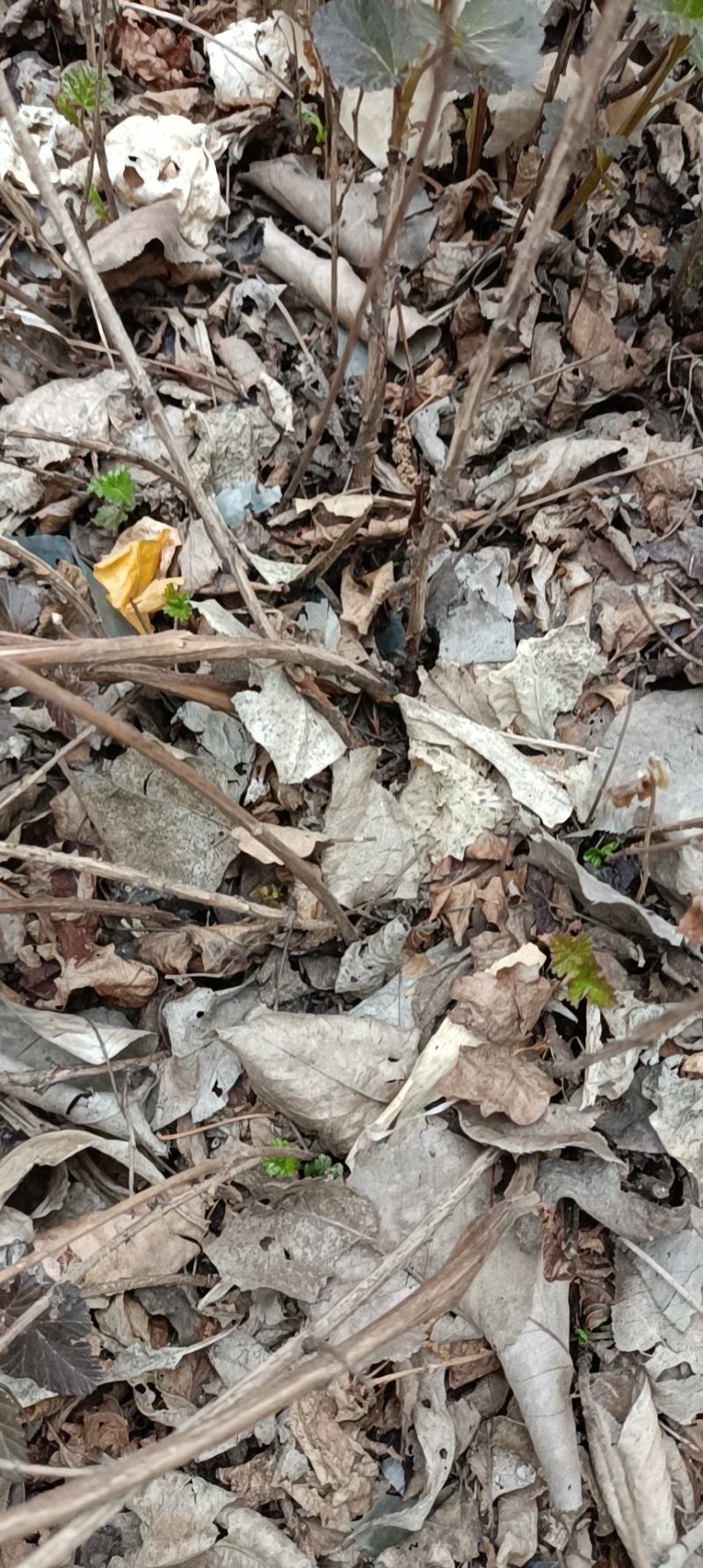 紫叶枫箱果苗小苗15-30公分，风箱果工程苗保证质量
