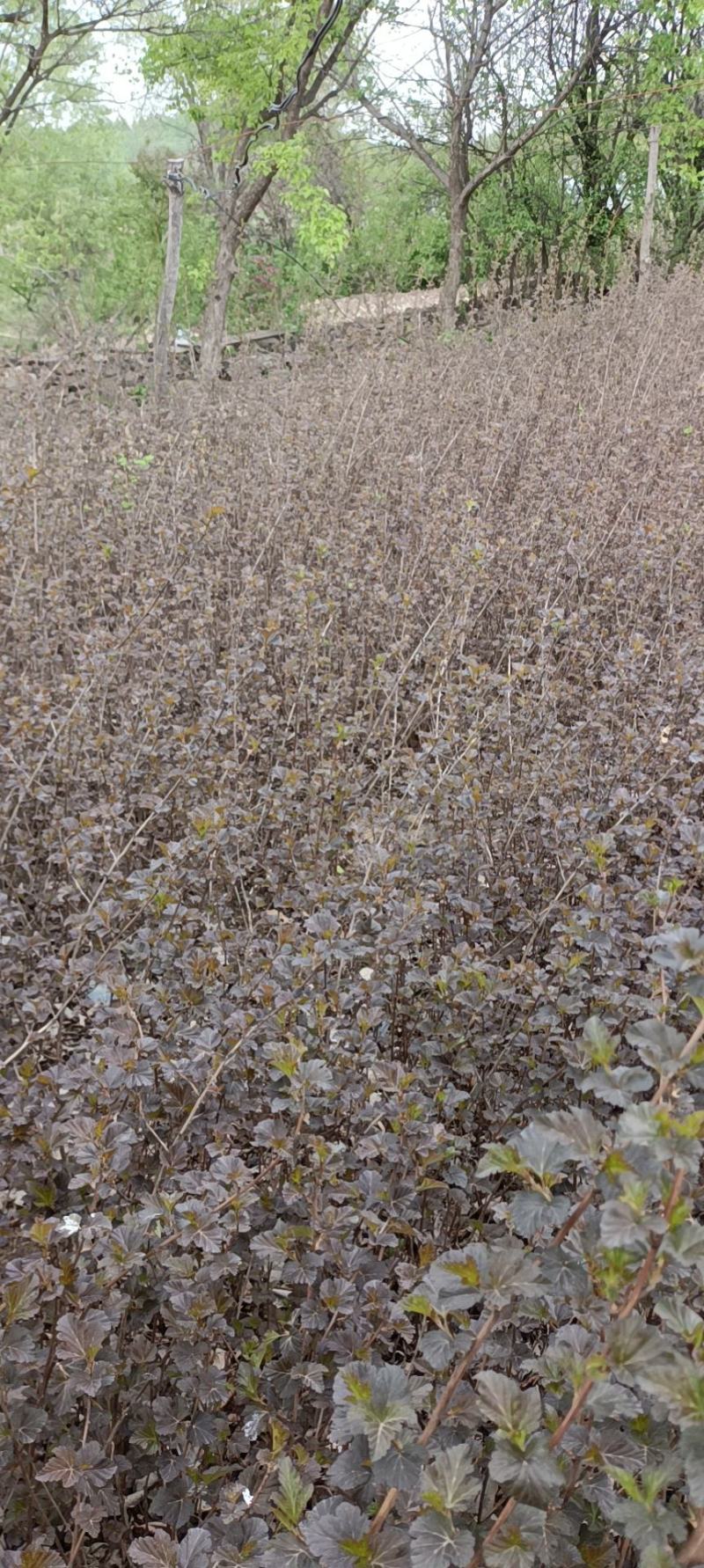 紫叶枫箱果苗小苗15-30公分，风箱果工程苗保证质量